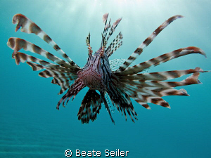 Lionfish at El Quadim , taken with Canon G10 by Beate Seiler 